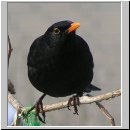 Turdus merula - Amsel m07.jpg